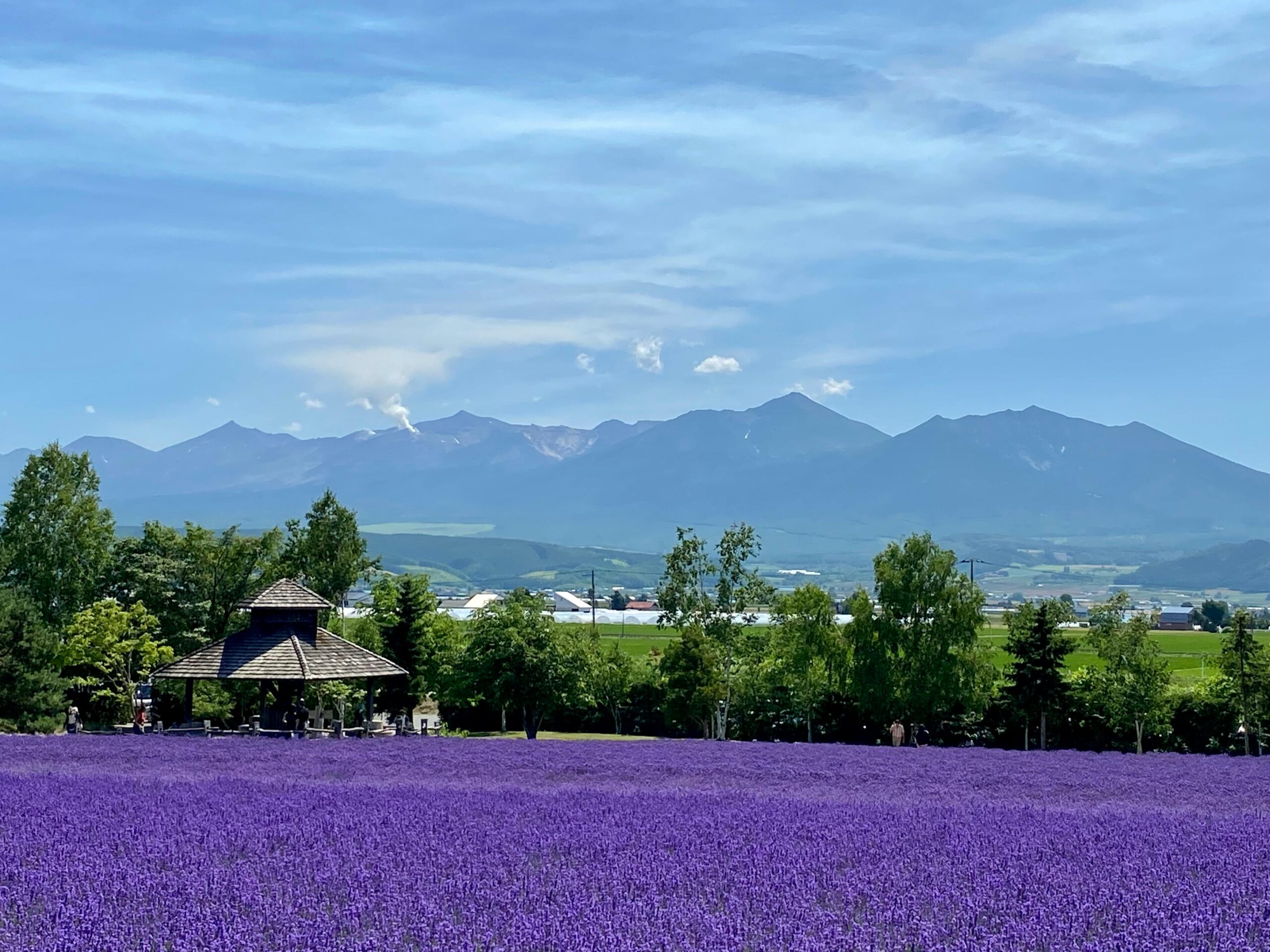 Vibrant lavender fields in Nakafurano, Hokkaido with picturesque mountain backdrop.